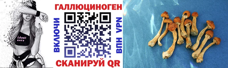 закладка  Гремячинск  Псилоцибиновые грибы Magic Shrooms 